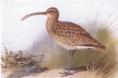 Curlew, teoksesta Birds of the British Isles and Their Eggs, julkaissut Frederick Warne & Co Ltd, 1958. tekijältä Archibald Thorburn