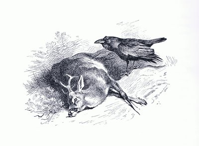 Kuollut peura ja korppi, Longmans and Co:n julkaisemasta Thorburn