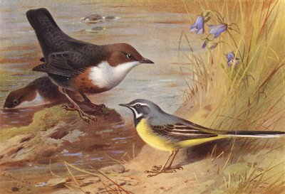 Dipper, Grey Wagtail (värilitografia) tekijältä Archibald Thorburn