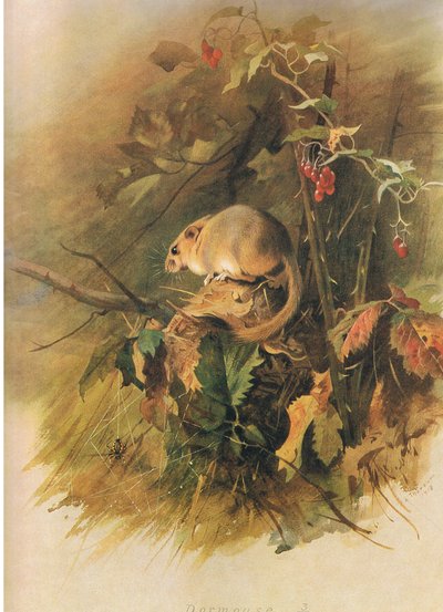 Dormouse, julkaisusta Thorburns Mammals, julkaisija Longmans and Co, c. 1920 tekijältä Archibald Thorburn