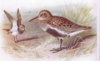 Dunlin (kesä ja talvi), teoksesta Birds of the British Isles and Their Eggs, Frederick Warne & Co Ltd, 1958. tekijältä Archibald Thorburn