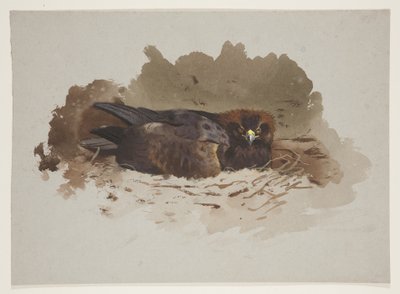 Kotka pesässä, n. 1915 (akvarelli ja vartaloväri kynällä paperille) tekijältä Archibald Thorburn