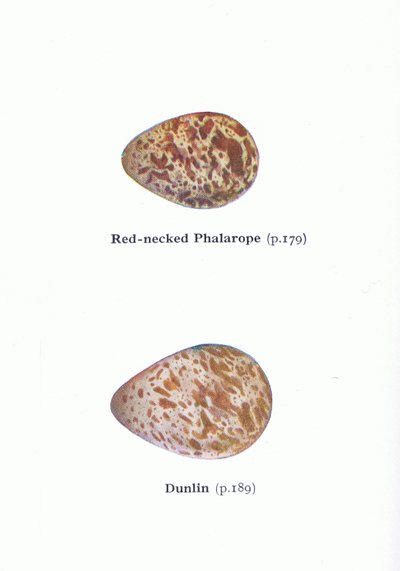 Munat: Birds of the British Isles and Their Eggs, julkaisusta Frederick Warne & Co Ltd, 1958. tekijältä Archibald Thorburn