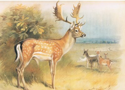 Kesähirvi, julkaisusta Thorburns Mammals, julkaisija Longmans and Co, c. 1920 tekijältä Archibald Thorburn