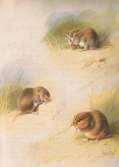 Field Vole, Bank Vole ja Orkney Vole, julkaisusta Thorburns Mammals, julkaisija Longmans and Co, c. 1920 tekijältä Archibald Thorburn