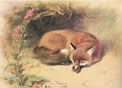 Fox with Foxgloves, Longmans and Co:n julkaisemasta Thorburns Mammalsista, c. 1920 tekijältä Archibald Thorburn