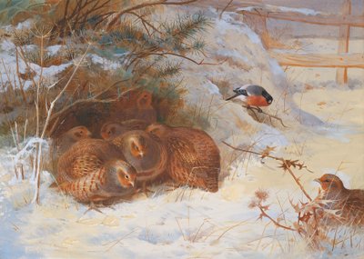 Pakkas aamu, fasaani talvella tekijältä Archibald Thorburn