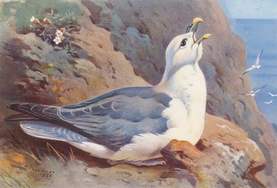 Fulmar (värilitro) tekijältä Archibald Thorburn