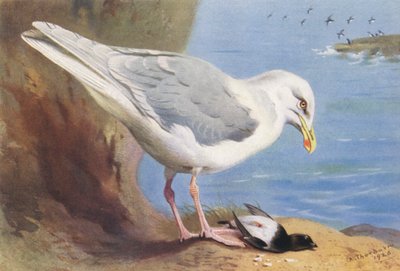 Merilokki, pikkulokki (kesä) (värilitografia) tekijältä Archibald Thorburn