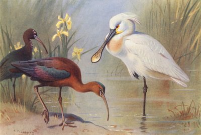 Kiiltoibis (aikuinen ja sukukypsä), Lusikkasuu (värilitho). tekijältä Archibald Thorburn