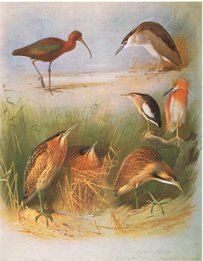 Glossy Ibis, Common Bittern, Night Heron, Little Bittern, Squacco Heron, American Bittern, pubi. Kirjailija: Book Club Associates, 1972 tekijältä Archibald Thorburn
