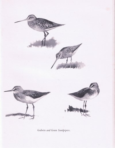 Godwits ja Green Sandpipers, 1938 tekijältä Archibald Thorburn