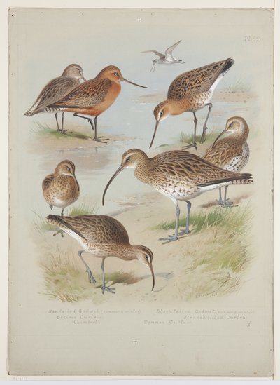 Godwits ja curlews, n. 1915 (akvarelli ja vartaloväri kynällä aluksella) tekijältä Archibald Thorburn