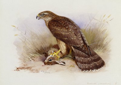 Kanahaukka tekijältä Archibald Thorburn