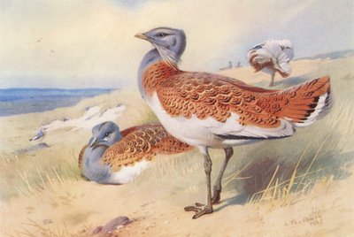 Räkättirastas (uros ja naaras) (värilitro) tekijältä Archibald Thorburn