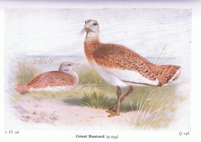 Great Bustard, teoksesta Birds of the British Isles and Their Eggs, julkaissut Frederick Warne & Co Ltd, 1958. tekijältä Archibald Thorburn
