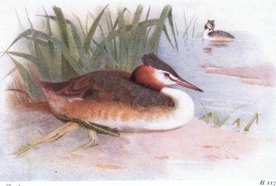 Harjavihku tekijältä Archibald Thorburn