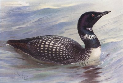 Suuri pohjoinen sukeltaja (värilitra) tekijältä Archibald Thorburn