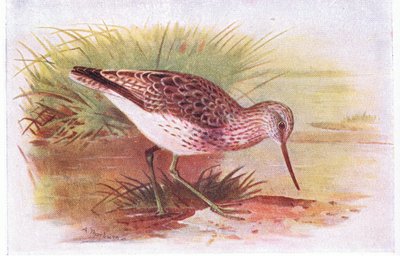 Greenshank, teoksesta Birds of the British Isles and Their Eggs, julkaissut Frederick Warne & Co Ltd, 1958. tekijältä Archibald Thorburn
