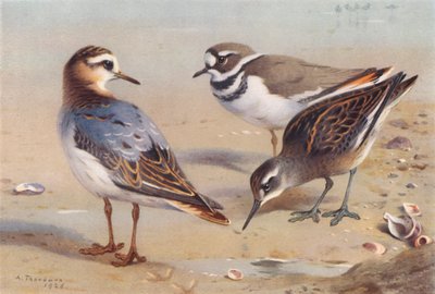 Harmaasääski (syksy), Killdeer Plover, Punakaulasääski (immatrikkeli) (värilitografia) tekijältä Archibald Thorburn