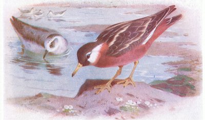 Grey Phalarope (kesä ja syksy), teoksesta Birds of the British Isles and Their Eggs, Frederick Warne & Co Ltd, 1958. tekijältä Archibald Thorburn
