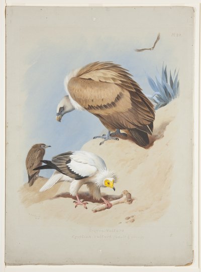 Griffin korppikotka ja egyptiläinen korppikotka, n. 1915 (akvarelli ja vartaloväri kynällä paperille) tekijältä Archibald Thorburn
