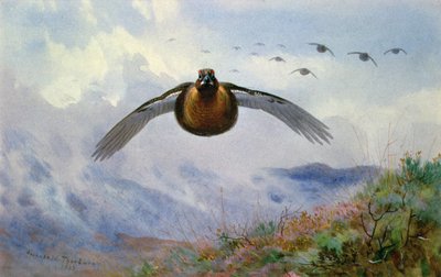 Grouse lennossa tekijältä Archibald Thorburn