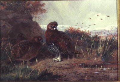 Teeri talvimaisemassa tekijältä Archibald Thorburn