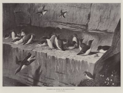 Guillemots ja Puffins Handan saarella tekijältä Archibald Thorburn