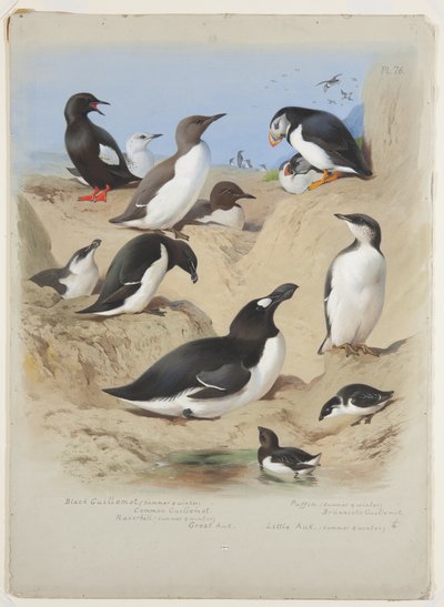 Guillemots, partanokka, lunni ja rukka, n. 1915 (akvarelli ja vartaloväri arabikumilla kynällä aluksella) tekijältä Archibald Thorburn