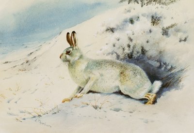 Jänis tekijältä Archibald Thorburn