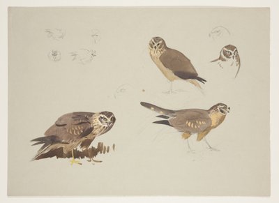 Harrier and ruff, n. 1915 (akvarelli ja vartaloväri kynällä paperille) tekijältä Archibald Thorburn