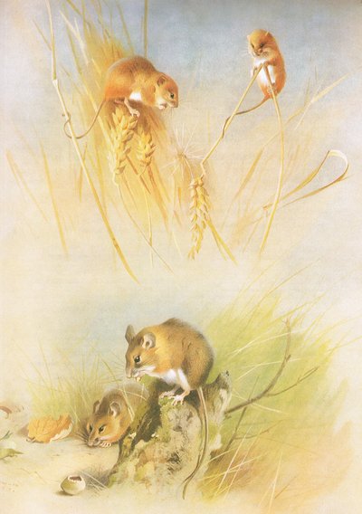 Harvest Mouse and Wood Mouse, julkaisusta Thorburns Mammals, julkaisija Longmans and Co, c. 1920 tekijältä Archibald Thorburn