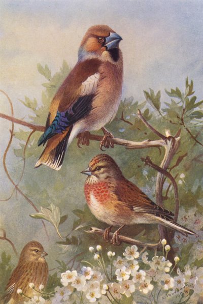 Haapana, hömötiainen (uros ja naaras) (värilitografia) tekijältä Archibald Thorburn