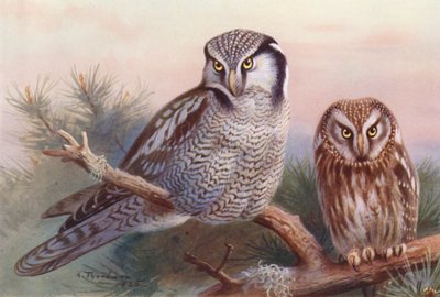 Haukkapöllö, Tengmalmin pöllö (väriliitos) tekijältä Archibald Thorburn