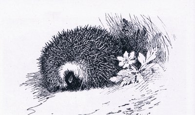 Siili, Nature in Britain, julkaisija Collins, 1946. tekijältä Archibald Thorburn
