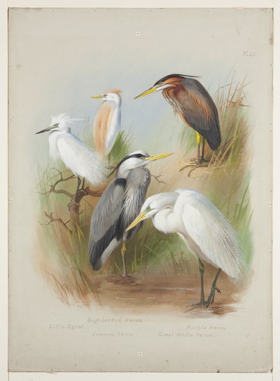 Herons and egret, n. 1915 (akvarelli ja vartaloväri kynällä aluksella) tekijältä Archibald Thorburn