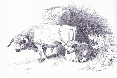 Highland Cattle, pubi. kirjoittanut Book Club Associates tekijältä Archibald Thorburn