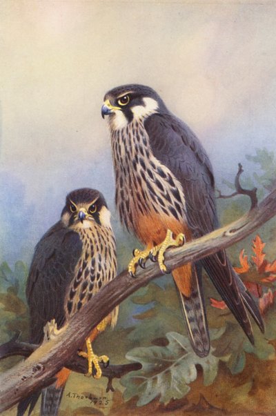 Hobby (mies ja nainen) (värilitra) tekijältä Archibald Thorburn