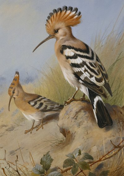 Hoopoes tekijältä Archibald Thorburn
