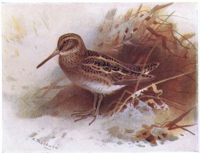Jack Snipe, teoksesta Birds of the British Isles and Their Eggs, julkaissut Frederick Warne & Co Ltd, 1958. tekijältä Archibald Thorburn