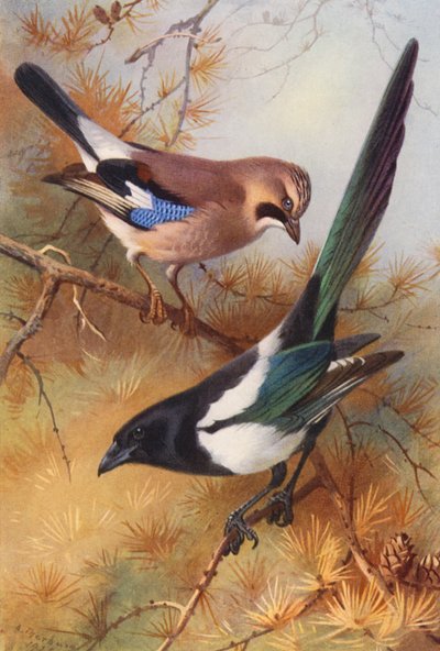 Jay, harakka (värilitra) tekijältä Archibald Thorburn