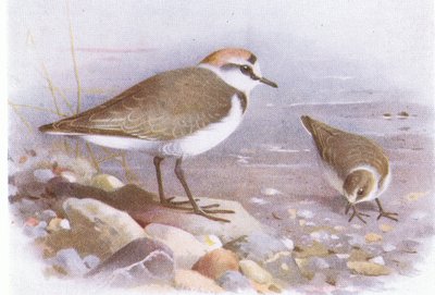 Kentish Plover, teoksesta Birds of the British Isles and Their Eggs, julkaissut Frederick Warne & Co Ltd, 1958. tekijältä Archibald Thorburn