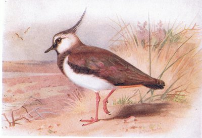 Lapwing, teoksesta Birds of the British Isles and Their Eggs, jonka on julkaissut Frederick Warne & Co Ltd, 1958. tekijältä Archibald Thorburn