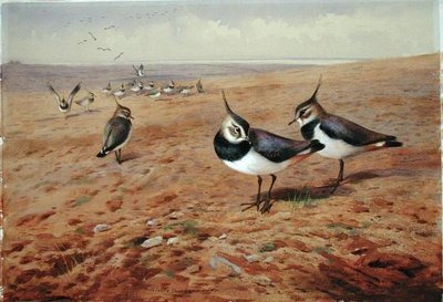 Auralla siivet tekijältä Archibald Thorburn