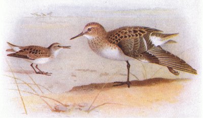 Little Stint, teoksesta Birds of the British Isles and Their Eggs, jonka on julkaissut Frederick Warne & Co Ltd, 1958. tekijältä Archibald Thorburn