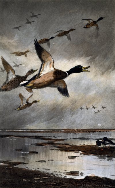 Sinisorsat lennossa tekijältä Archibald Thorburn