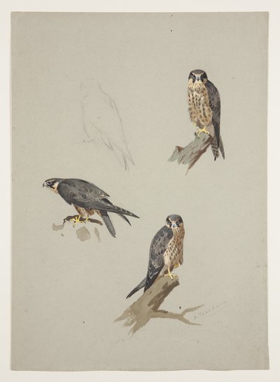 Merlin uros, n. 1915 (akvarelli ja vartaloväri kynällä paperille) tekijältä Archibald Thorburn