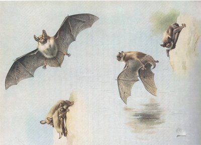 Natterers Bat ja Daubentons Bat, Thorburns Mammalsista, julkaisija Longmans and Co, c. 1920 tekijältä Archibald Thorburn