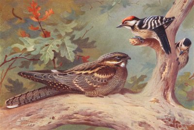 Yökkönen, pikkutylli (uros ja naaras) (värilitografia) tekijältä Archibald Thorburn